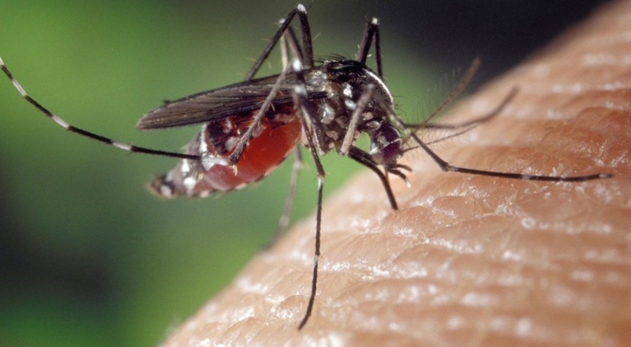 Bangladeş'teki dang humması salgınında bilanço ağırlaşıyor