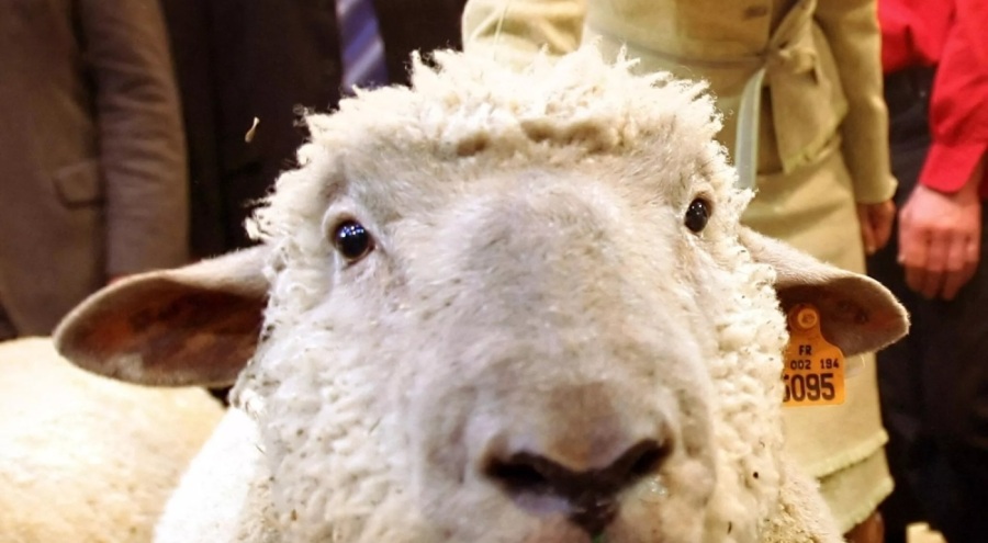 Yunanistan'da çobana şok! Sürüsü 600 kilo kenevir yedi