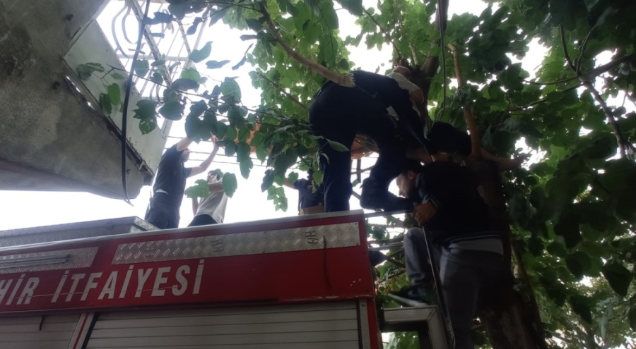 Bursa'da ağaçta kalan kediyi kurtarmak isterken kendi mahsur kaldı