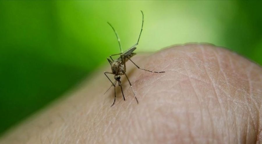 KKTC'de korkutan Batı Nil Virüsü vakası