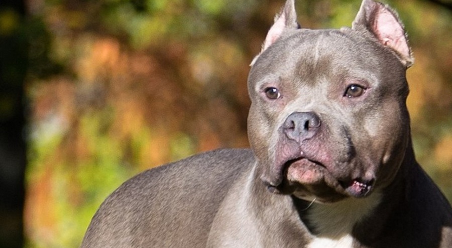 İngiltere'de  54 yaşındaki adam köpek saldırısına uğradı