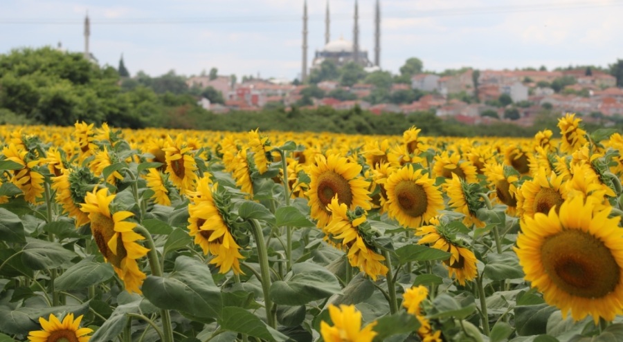 Aşırı sıcaklar ve kuraklık ayçiçeğini vurdu