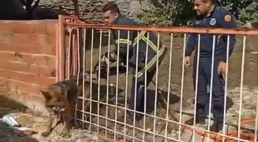 Bursa'da köpek demir kapıya sıkıştı!