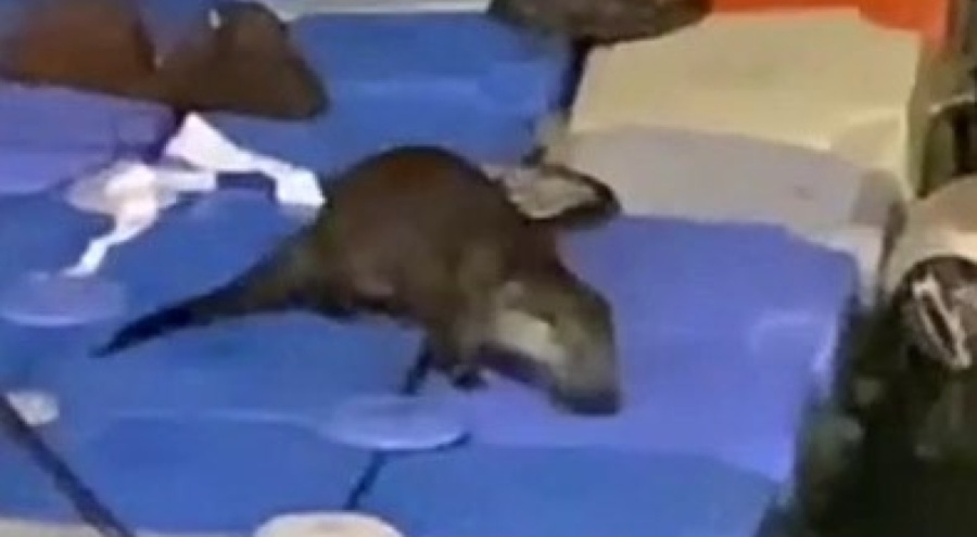 Tuzla Sahili'nde su samuru sürprizi