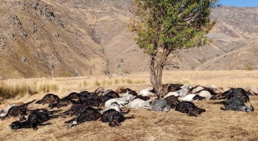 Hakkari'ye yıldırım düştü! Onlarca hayvan telef oldu