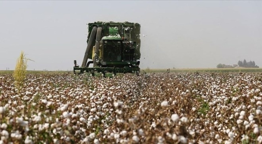 Türkiye Ziraat Odaları Birliği Başkanı'ndan pamuk açıklaması