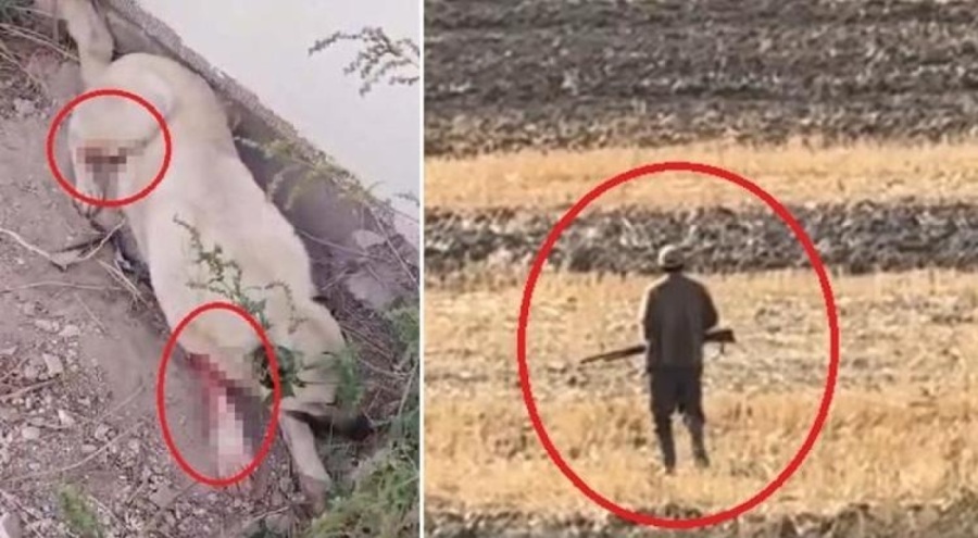 Kayseri'de vahşet: İki köpeği av tüfeğiyle vurdu