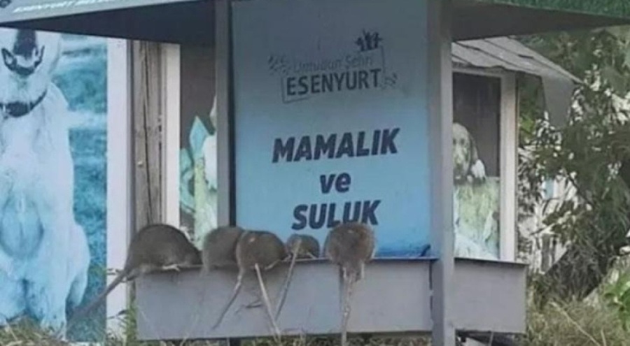 Esenyurt Belediyesi, fare görüntülerine ilişkin açıklama yaptı