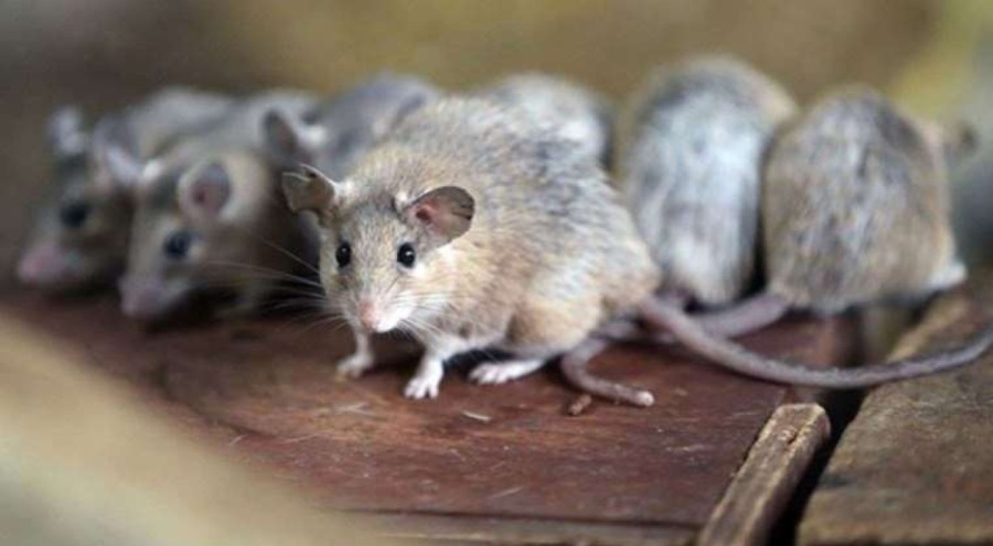 Hastanede hijyen sorunu büyüyor! Koridorda fareler geziyor