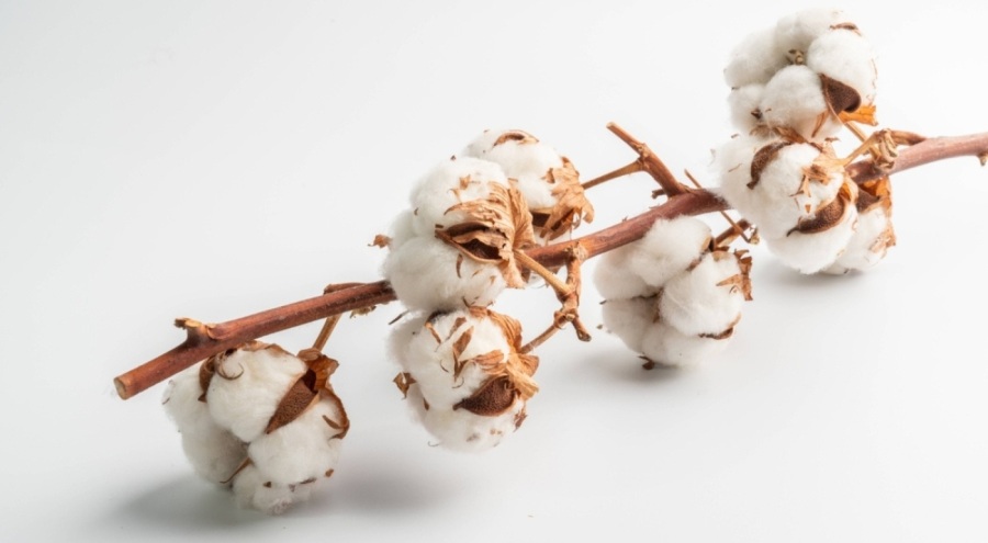 TZOB'dan uyarı: Pamuğun fiyatı en az 28-30 lira olmalı
