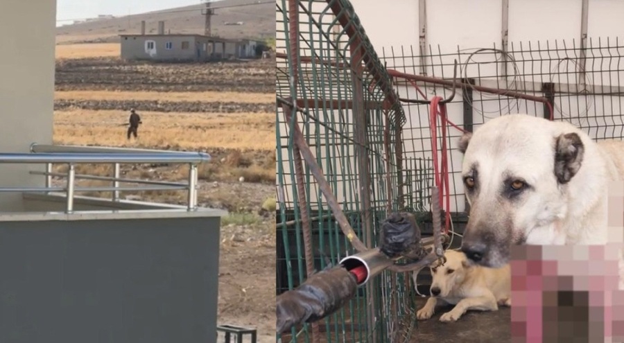 Tavuklarına zarar verdiğini ileri sürerek 2 köpeği pompalı tüfekle vurdu