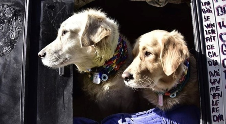 Ölmüş evcil hayvanları klonluyorlar! Maliyeti 50 bin dolar