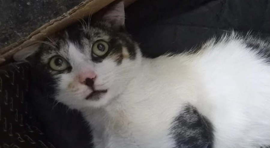 Eskişehir'de korkunç iddia! 'Kedilere zehirli ciğer verip poşetle atmışlar'