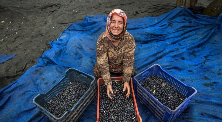 Bursa Orhangazi'de beklenen zeytin rekoltesi 25 ton