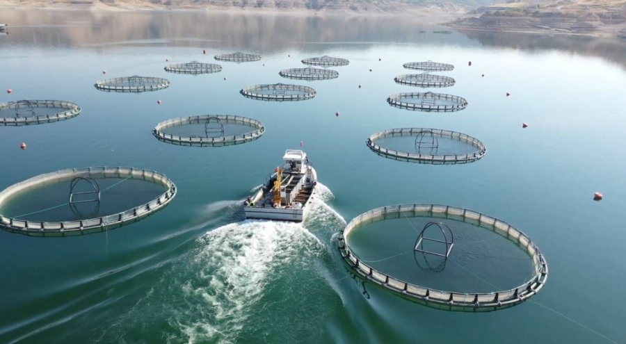 Bakan Yumaklı: İstiridye yetiştiriciliğini başlatmayı planlıyoruz