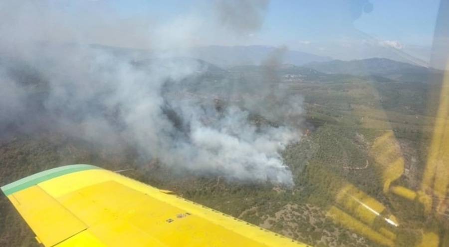 İzmir'de orman yangını çıktı