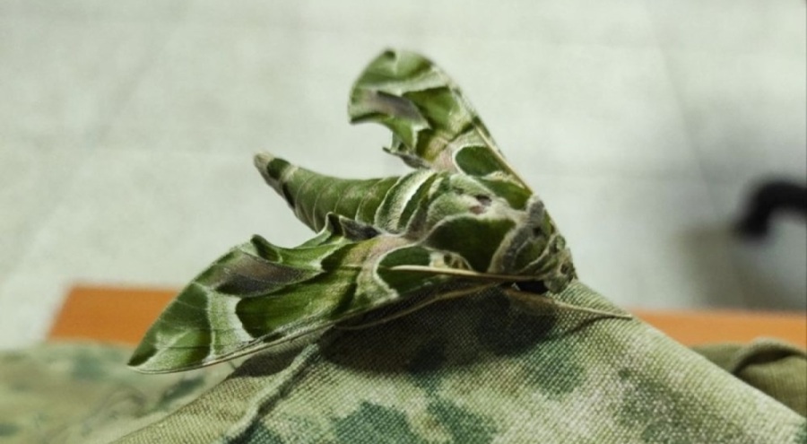 Uzmanlar zehirli çiçekle beslenen kelebeklere karşı uyardı