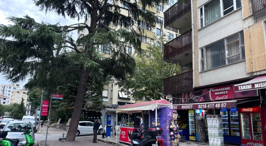 Ağaçta mahsur kalan kedi salamla ikna edildi