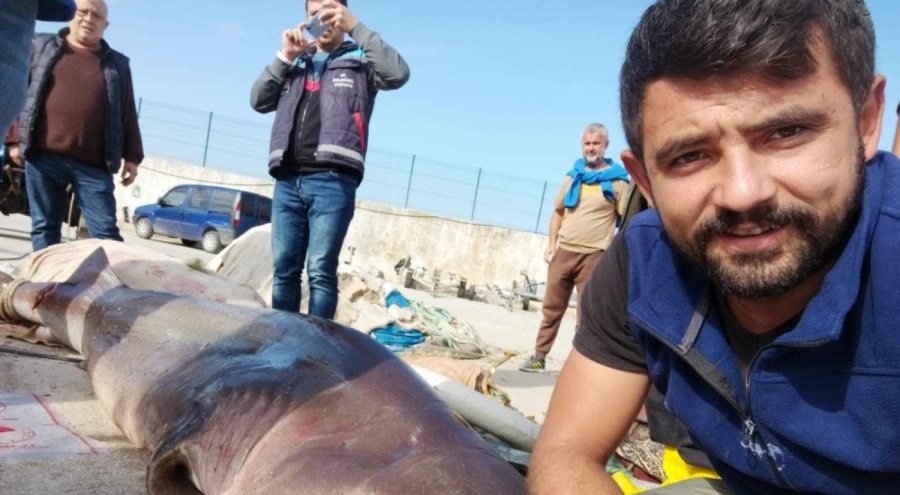 Bursa'da dev köpekbalığı yakalandı