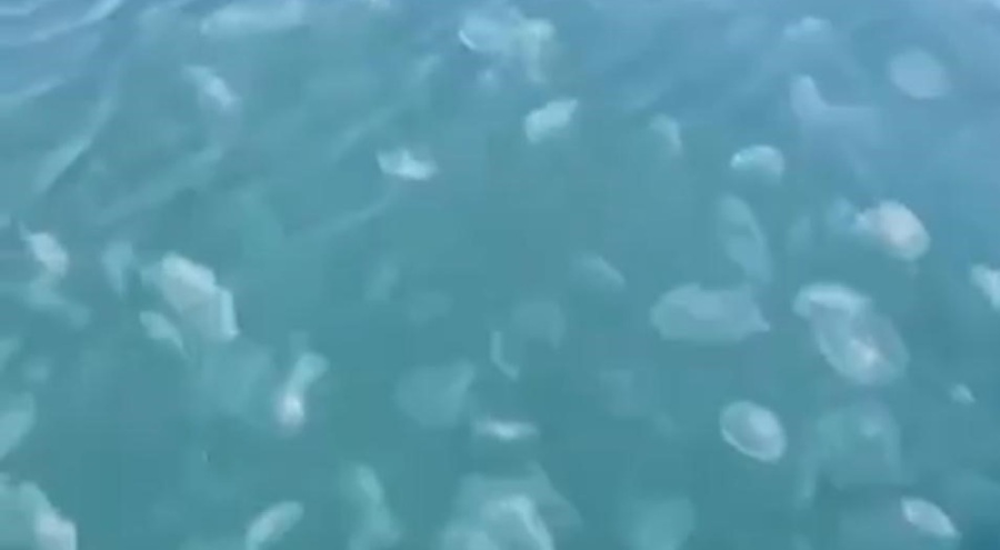 Gemlik'te denizanası istilası!