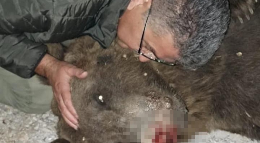 Tır çarpması sonucu ölen ayıya sarılıp, öptü