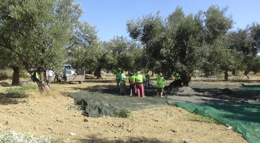Kazdağları eteklerinde zeytin hasadı başladı
