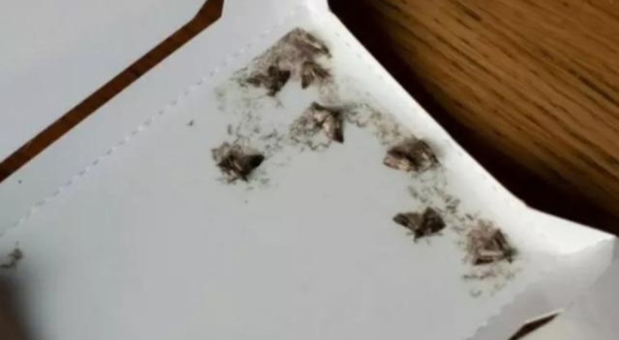 Güvelerin kökünü kurutan yöntem açıklandı!