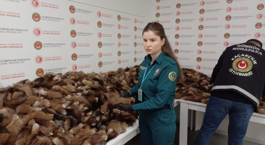 Havalimanı'nda 10 bin 300 adet tilki kuyruğu ele geçirildi