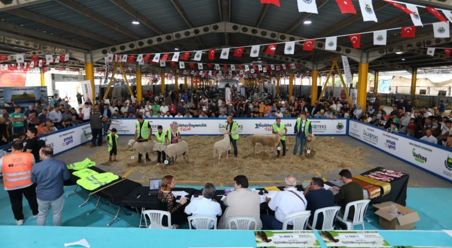 Bursa'da Küçükbaş Hayvancılık Festivali gerçekleşti