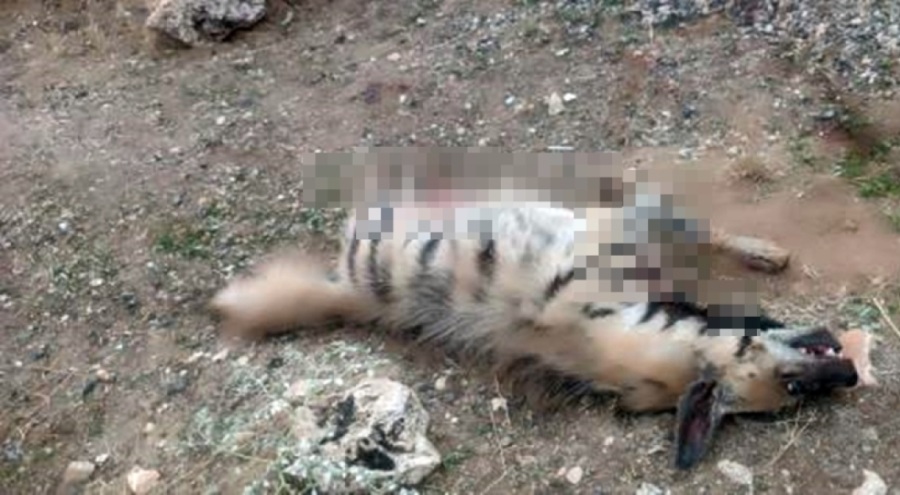Mardin'de, nesli tehlike altındaki çizgili sırtlan ölü bulundu