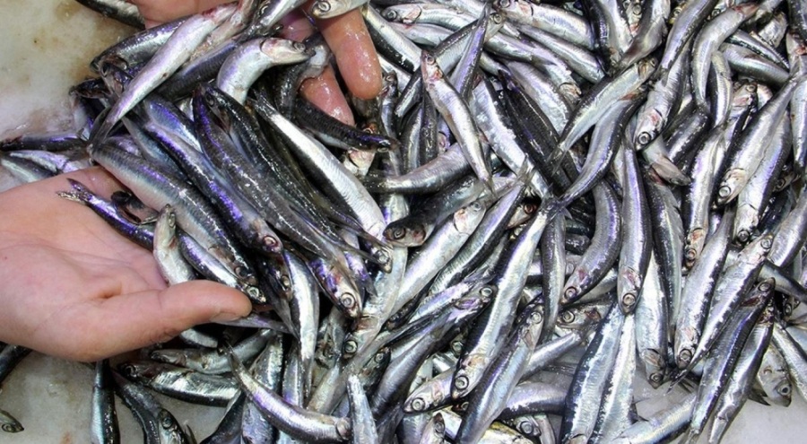 Hamsi bollaştı: Fiyatı düştü