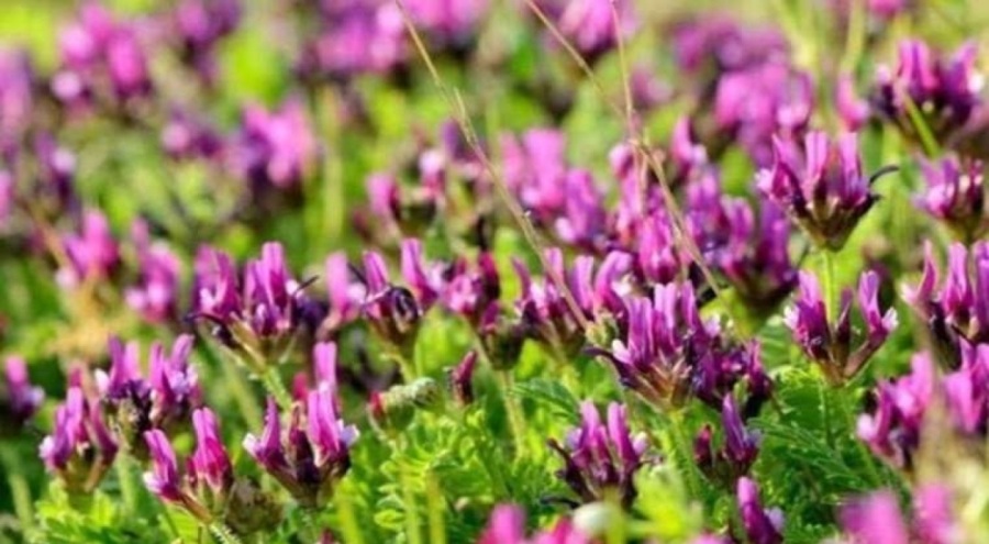 Uzmanı açıkladı: Bu bitki yaşlanmaya birebir