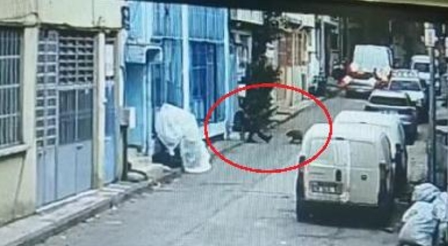 Bursa'da Pitbull ile saldırı davasında 'Bizde köpeğe dokunmak günah' savunması