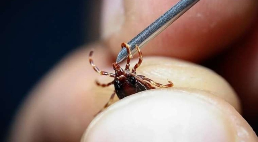 Yeni KKKA aşısı için klinik öncesi çalışmalara başlandı