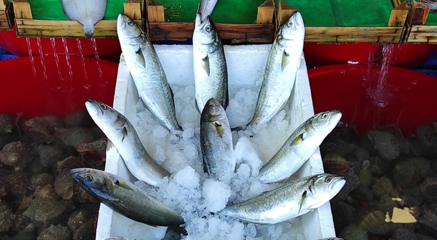 Lüfer fiyatı yarı yarıya düştü