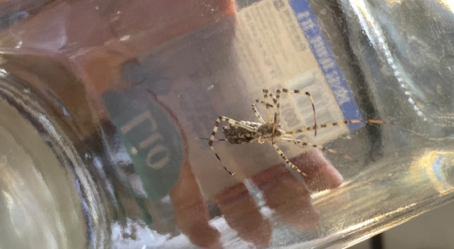 Dünyanın en zehirli örümceklerinden 'Argiope lobata' bir kentte daha görüldü