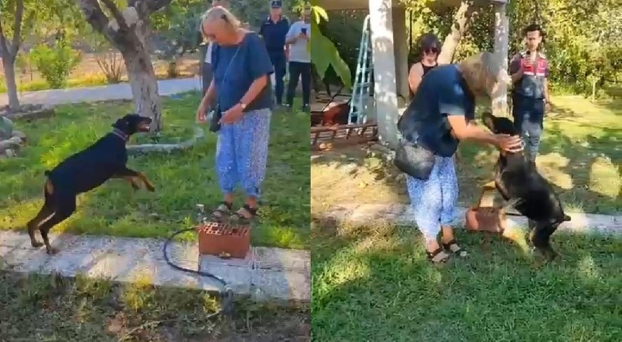 Korhan Berzeg'in köpeği Tina normalleşmeye başladı