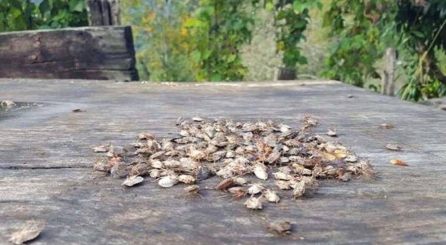 'İstilacı böcek' alarmı! Yüzde 80 zarar