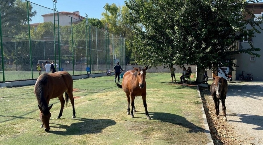 Yılkı atları şehir merkezinde görüldü