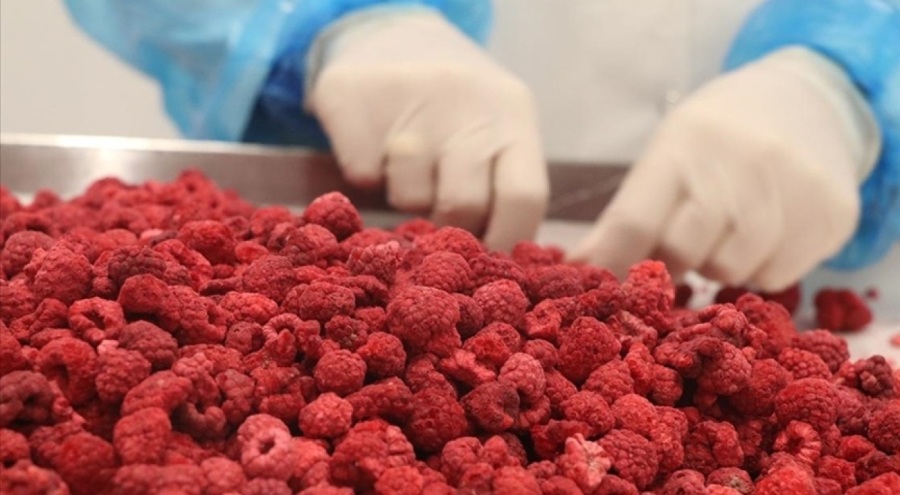 Dondurularak kurutulan sebze ve meyveler 6 ülkeye gönderiliyor