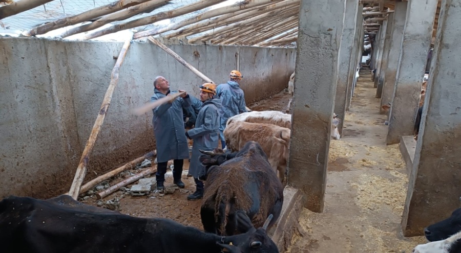 Van'da hortum çıktı! 22 büyükbaş öldü