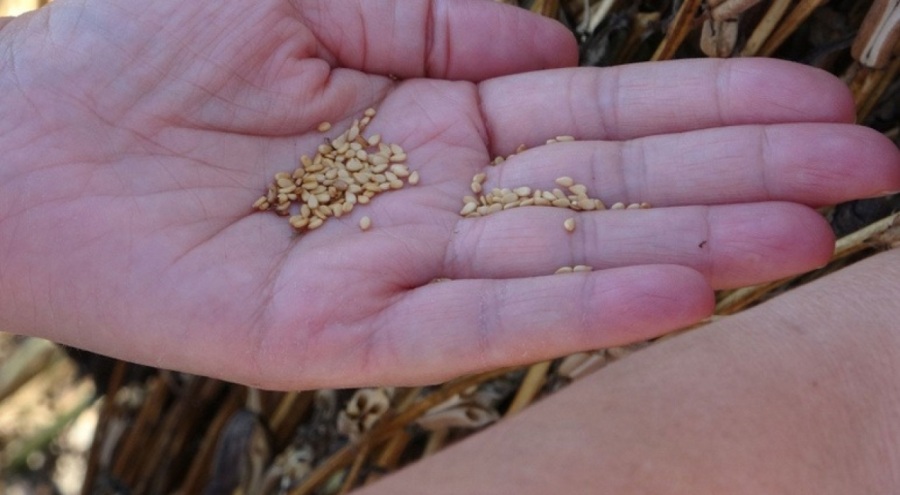 Susam hasadı başladı