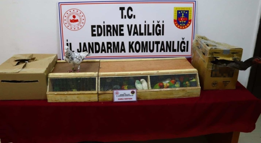 Cennet papağanları, posta güvercinleri ve dövüş horozu ele geçirildi