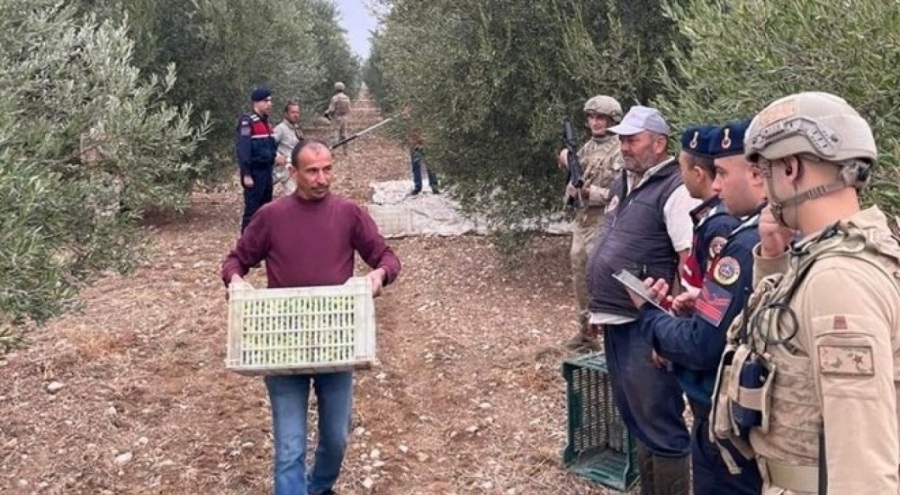 Zeytin hasadı başladı! Jandarma nöbet tutuyor