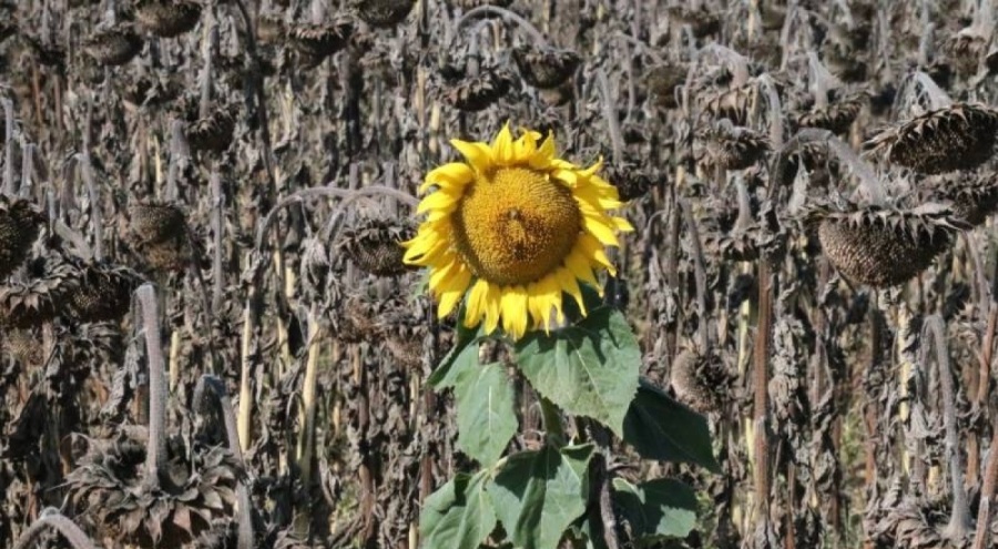 Ayçiçeğine zam mı gelecek? En kötü hasat dönemini yaşıyor
