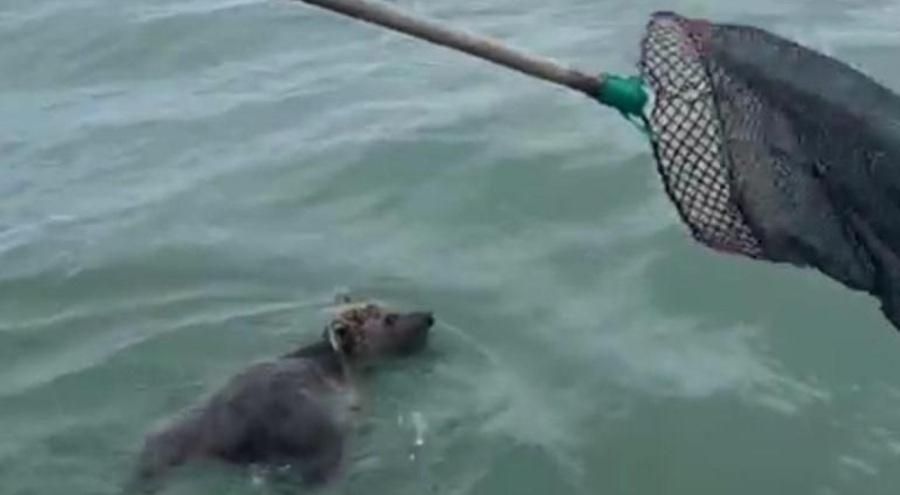 Balıkçıların ağına ayı takıldı