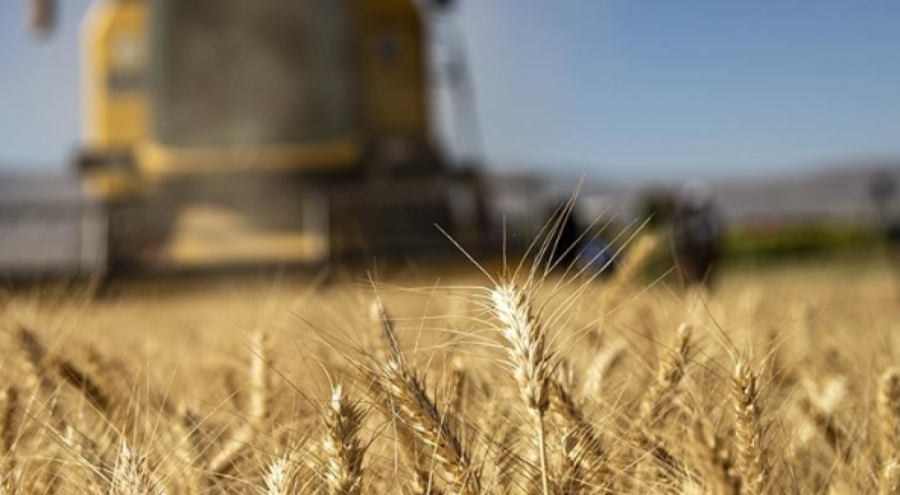 Bakan duyurdu: Çiftçiye 75 milyon 877 bin liralık destek