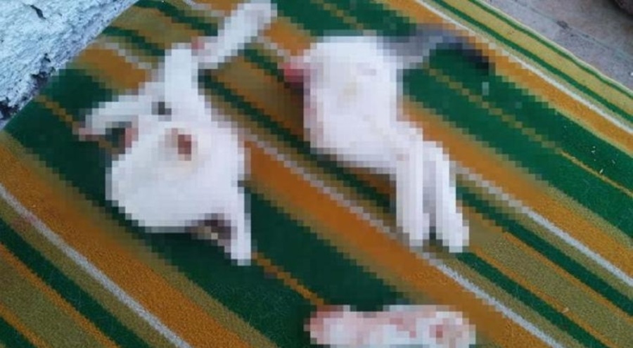 2 yavru kediyi keserek öldürdü! "Kasaplık yaptığımız için işi profesyonelce hallettim"