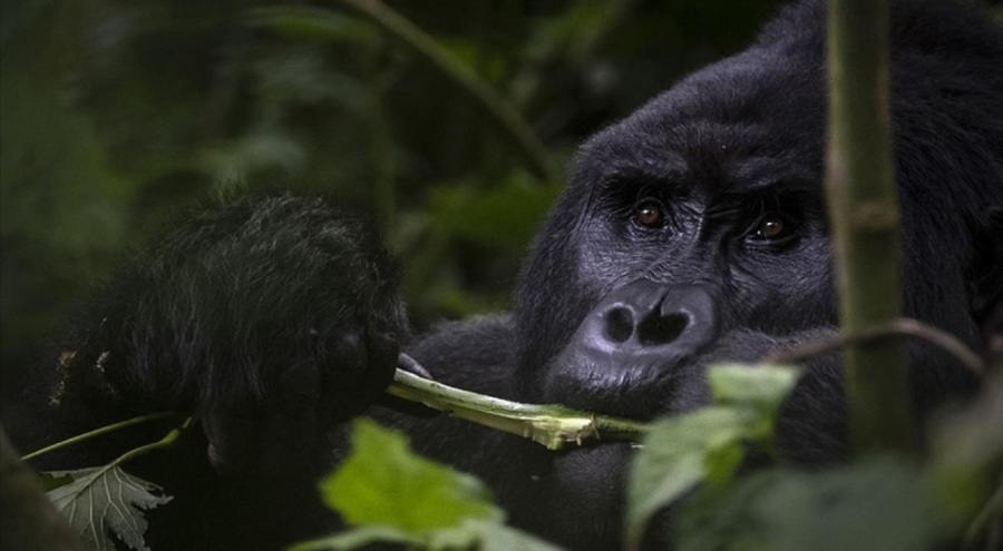 Yağmur ormanlarındaki 17 üyeli goril ailesi koruma altında