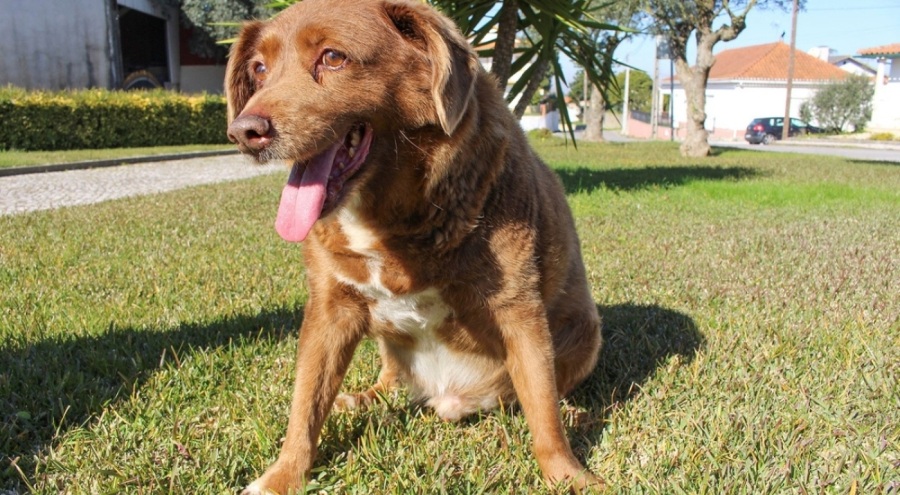 Dünyanın en yaşlı köpeği Bobi, hayatını kaybetti